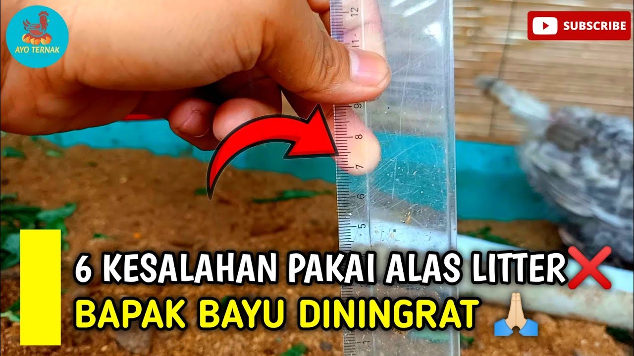 🔴 BANYAK YANG BELUM TAHU ‼️ 6 KESALAHAN MENGGUNAKAN ALAS KANDANG LITTER PAK BAYU DININGRAT 😭
