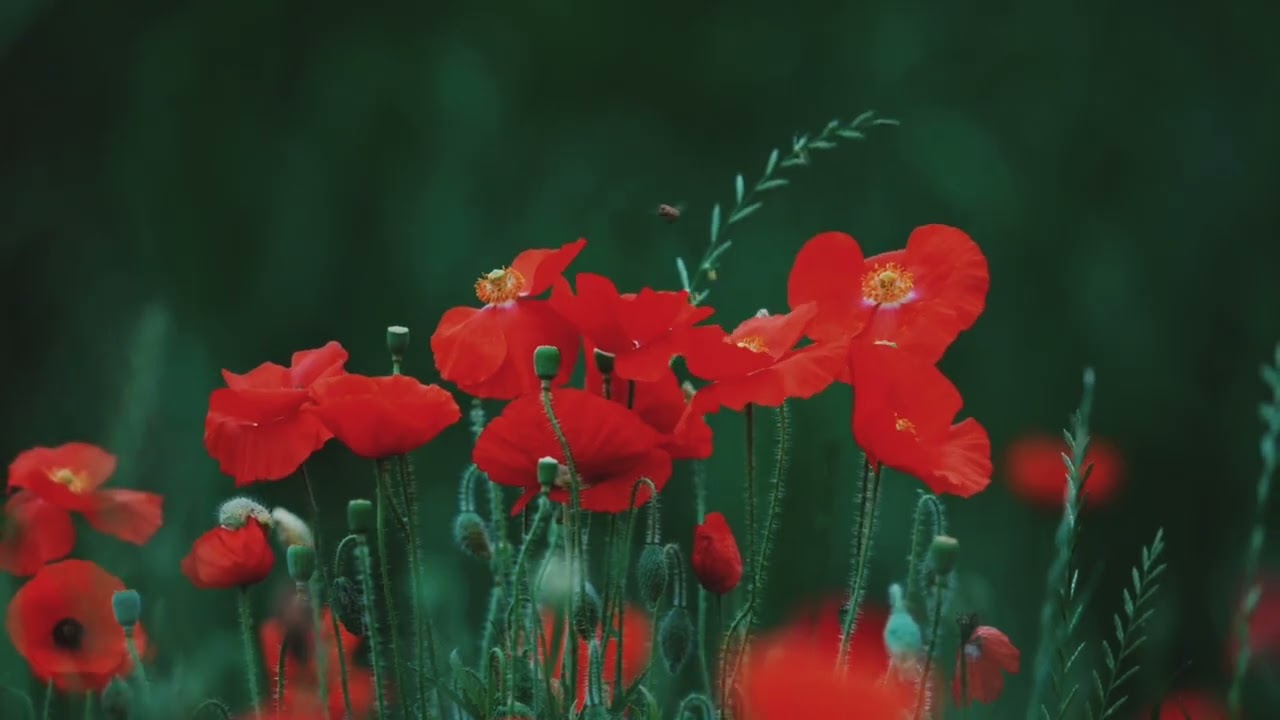 Soothing Music 🎶 Relaxing Sound