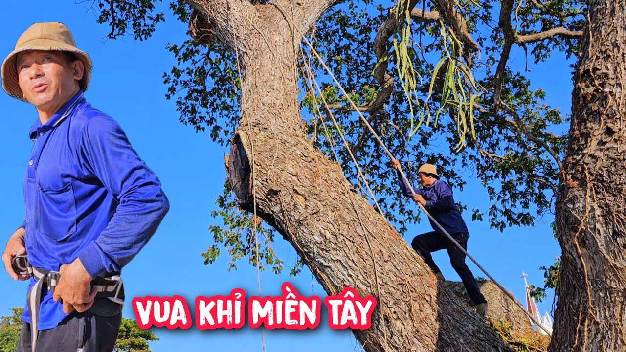 Vua Khỉ cưa tỉa cành cây Còng Khủng với cái nắng 30 mấy gần 40°C vô cùng vất vã (Phần 3/4)...
