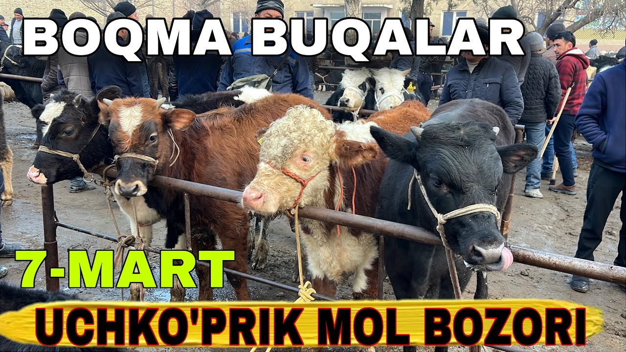 Uchko’prik, Qo’qonboy mol bozori 2026 | Yosh va boqma buqalar narxlari 