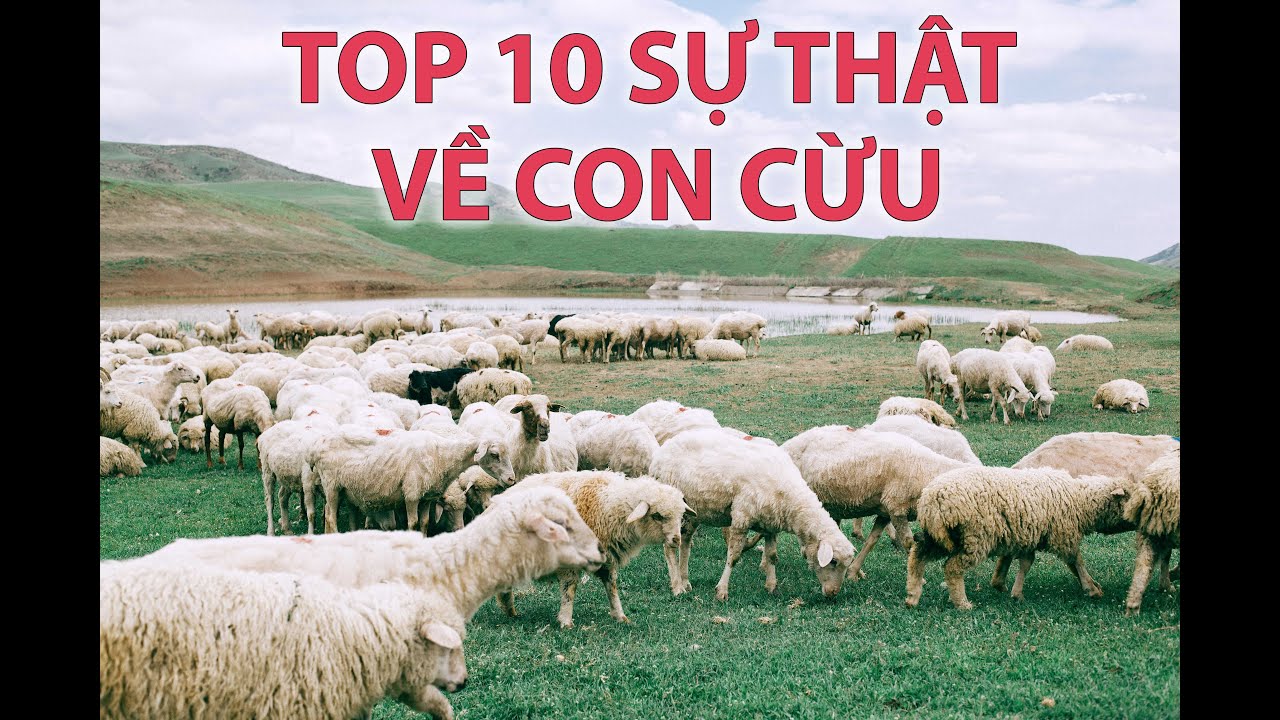 10 Sự Thật Th&uacute; Vị Về Con Cừu | 10 Interesting Facts About Sheep