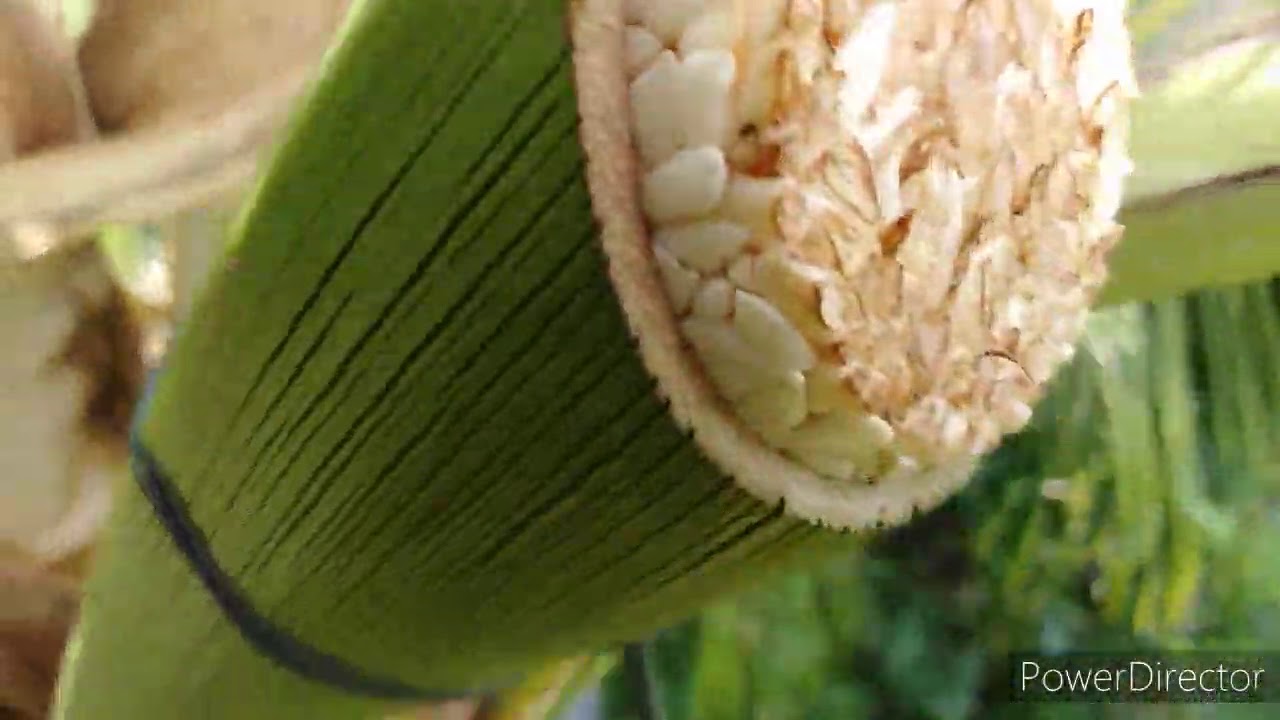 Part 6 how to make coconut wine step by step
