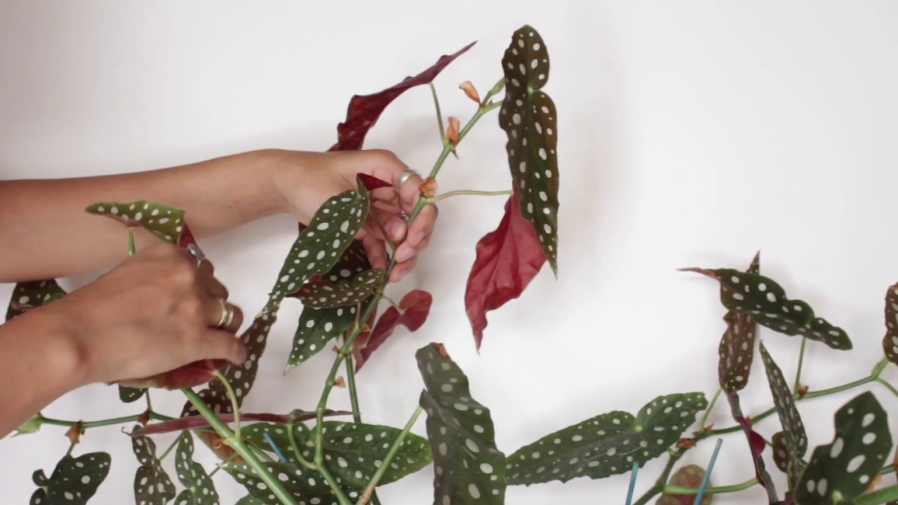 Rooting Polkadot Begonia cuttings