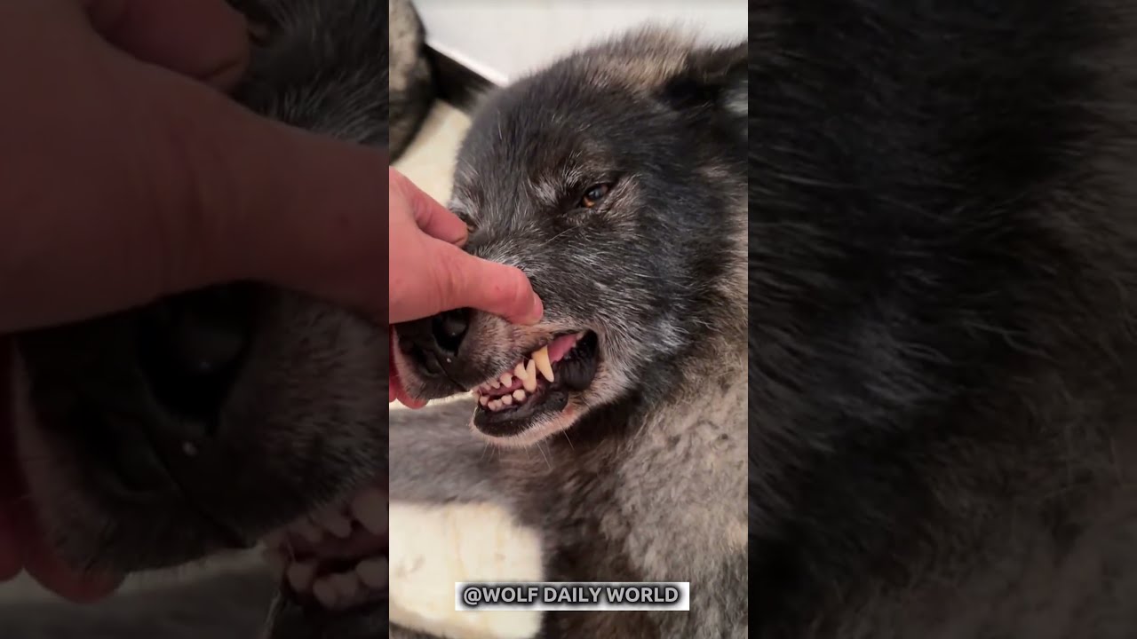 Wolf Said: Don't Touch My Snout #wolf #wolfpack #viral #shorts #animals