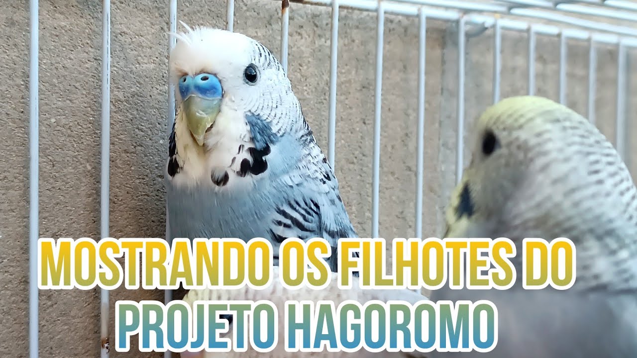 Projeto periquito Hagoromo mostrando os filhotes