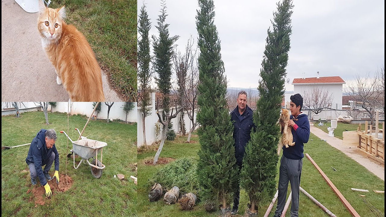 Yeni Meyve Ağaçları Ve Leylandi Aldık Bahçeye Dikiyoruz| Kedilerimiz| Köyde Yaşam