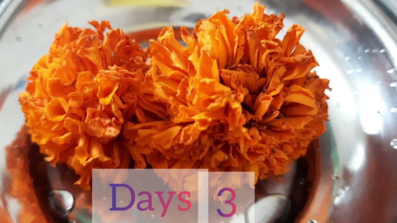 Time lapse of marigold (11 Days) #shortvideo #timelapse #marigold #timelapsemarigold #viral