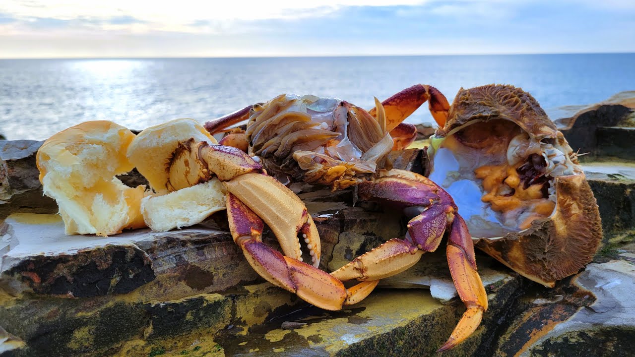 Making a Crab Pancreas Sandwich on the Rocks