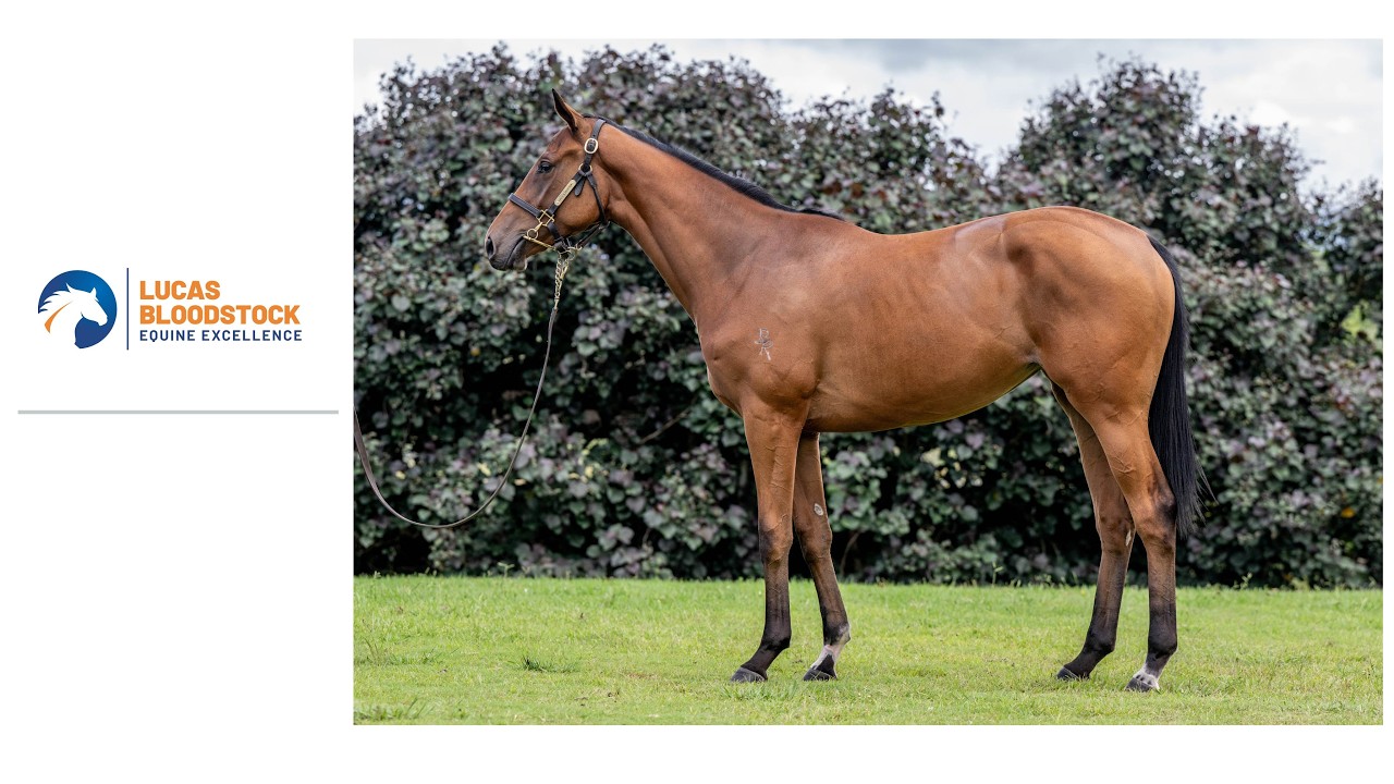 Lot 216 Jacquinot x Jokestar Filly from Lucas Bloodstock