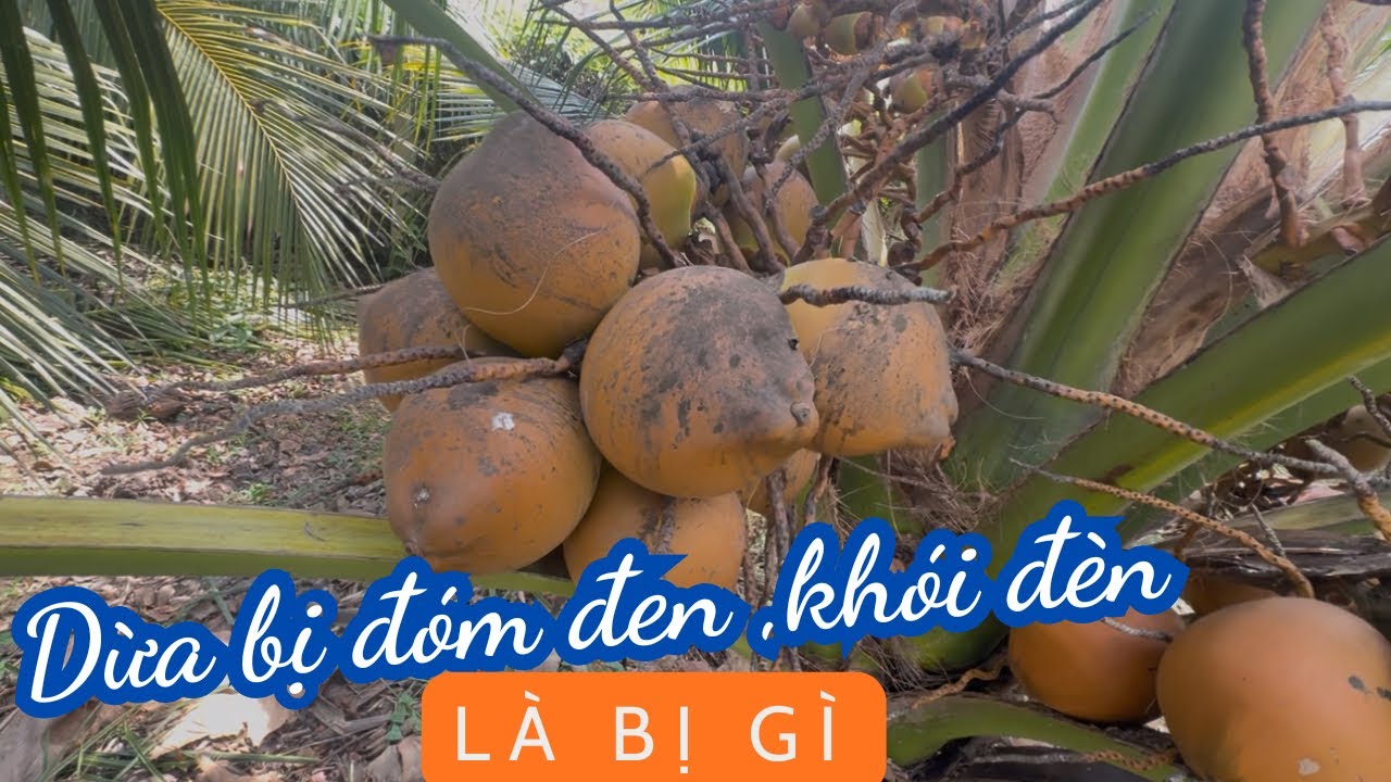 Dừa bị đóm đen, khói đèn là bị gì?