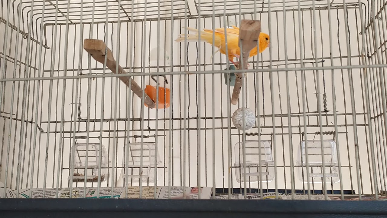 PORTAKAL KANARYA ÖTÜMÜ KESİNTİSİZ ( orange canary sound )