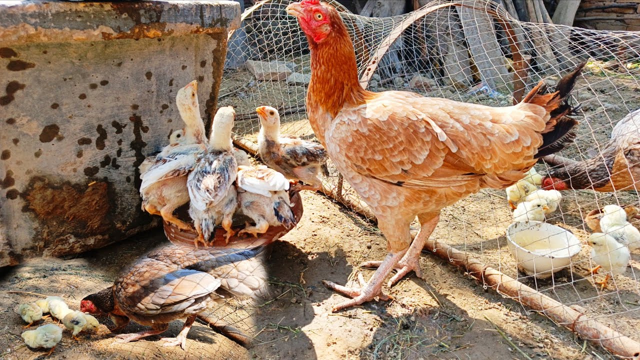 Bohat😉acha🤌surprise🫢milnay wala h guys 😜|#chicken #hen #villagelife #vlog #pets #dailyvlog #daily  