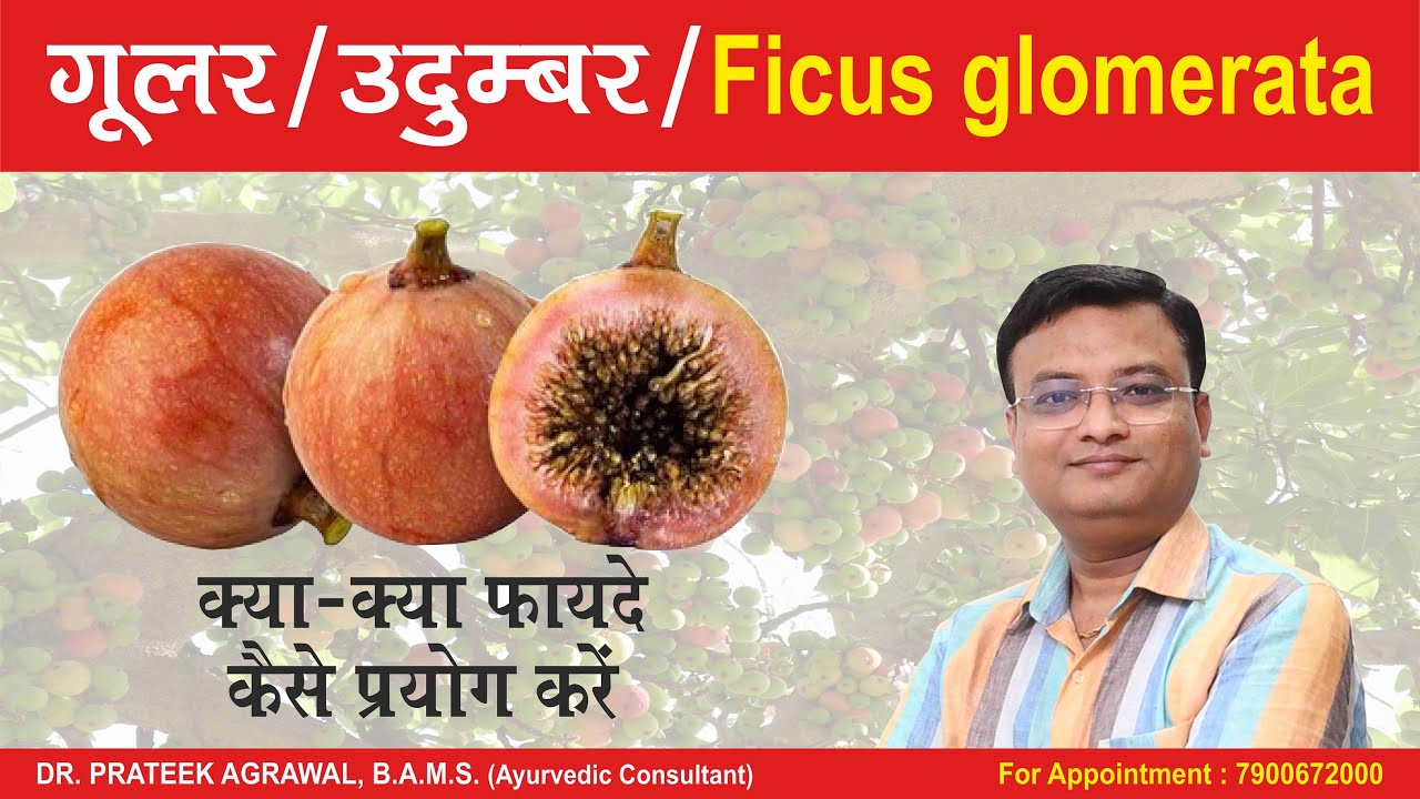 गूलर (उदुम्बर) किन रोगों में फायदेमंद | Ficus Glomerata | Dr. Prateek Agrawal (471) #gular
