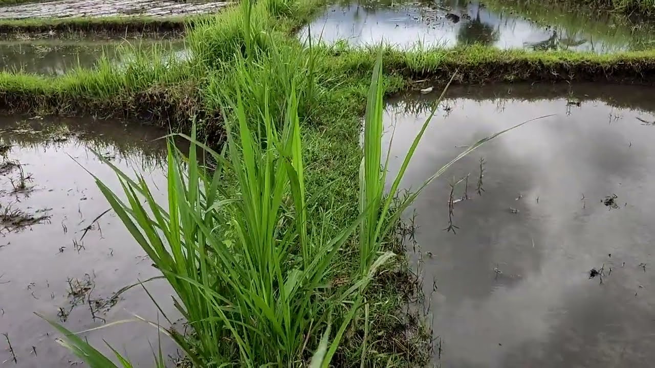 LAGU BANYUWANGIAN🎵KANGGO RICO POPULER‼️ VIRAL 2026 PENAK E POL LOOR COCOK BUAT TEMAN  SANTAI LOOR