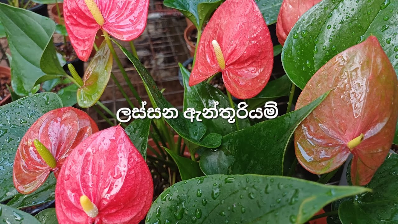 මේ මල්  ඔයාට ඕනිද බලන්න 🥰2026/03/06🥰0706132904🥰