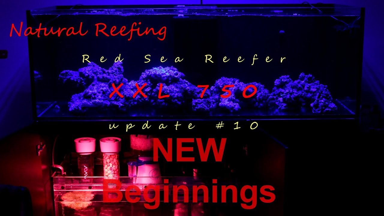 Red Sea Reefer XXL 750 Update #10 New Beginnings