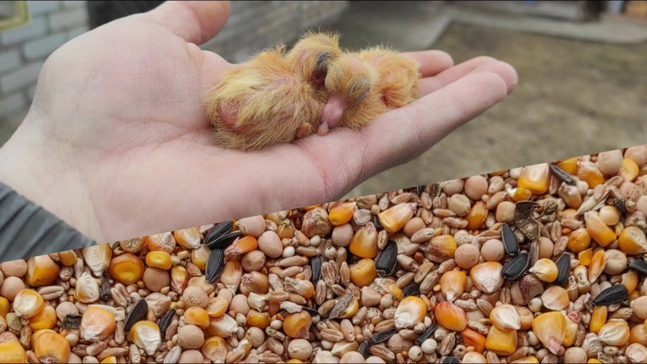 Спортивные голуби / Корм для голубей / Бункер для зерна / Raсing pigens / pigeon feed / grain bin