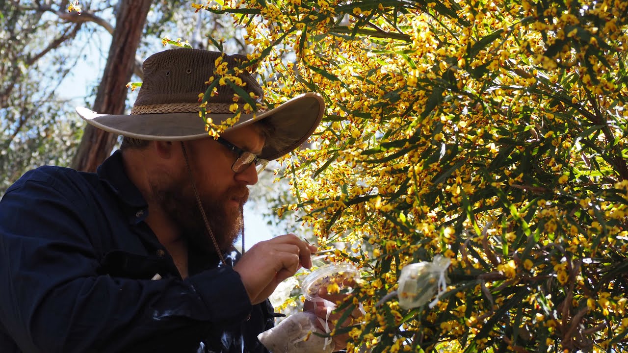 Is Bossiaea fragrans a species?
