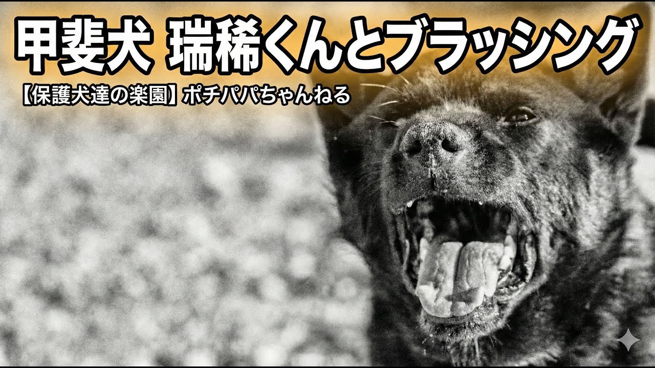 【甲斐犬】瑞稀くんの現在と噛み犬との付き合い方