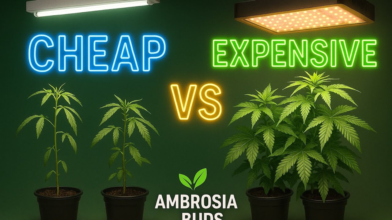 The Great Grow Light Debate: Fluorescent vs LED