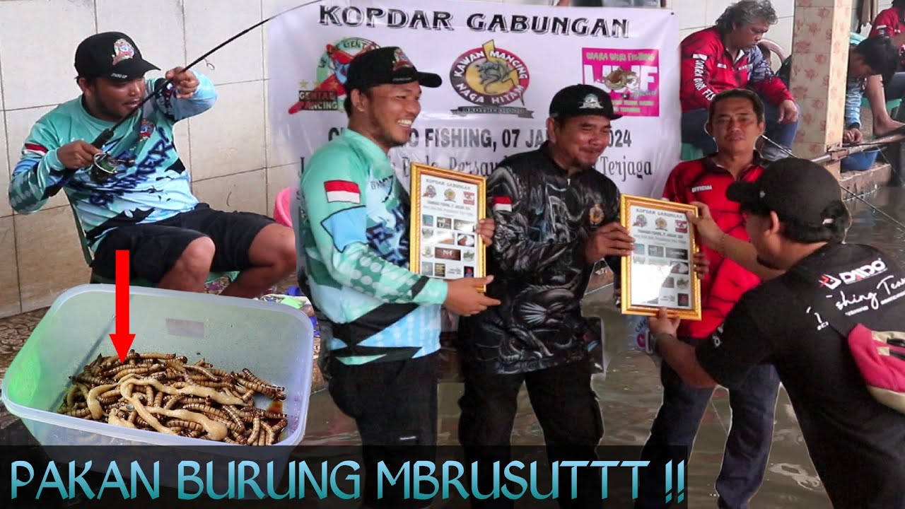 MANTUL !! PAKAN BURUNG JADI UMPAN MRBUSUTTT || SIMAK RACIKANNYA GENTS !!