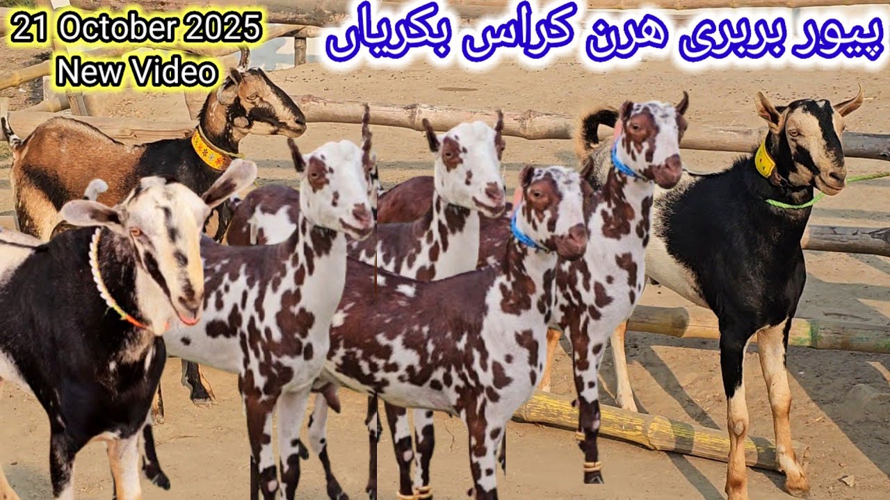 Top Quality Barbari Goat Price | Galmori Breed Goat Of Pakistan | Barbari Goat Farming | 