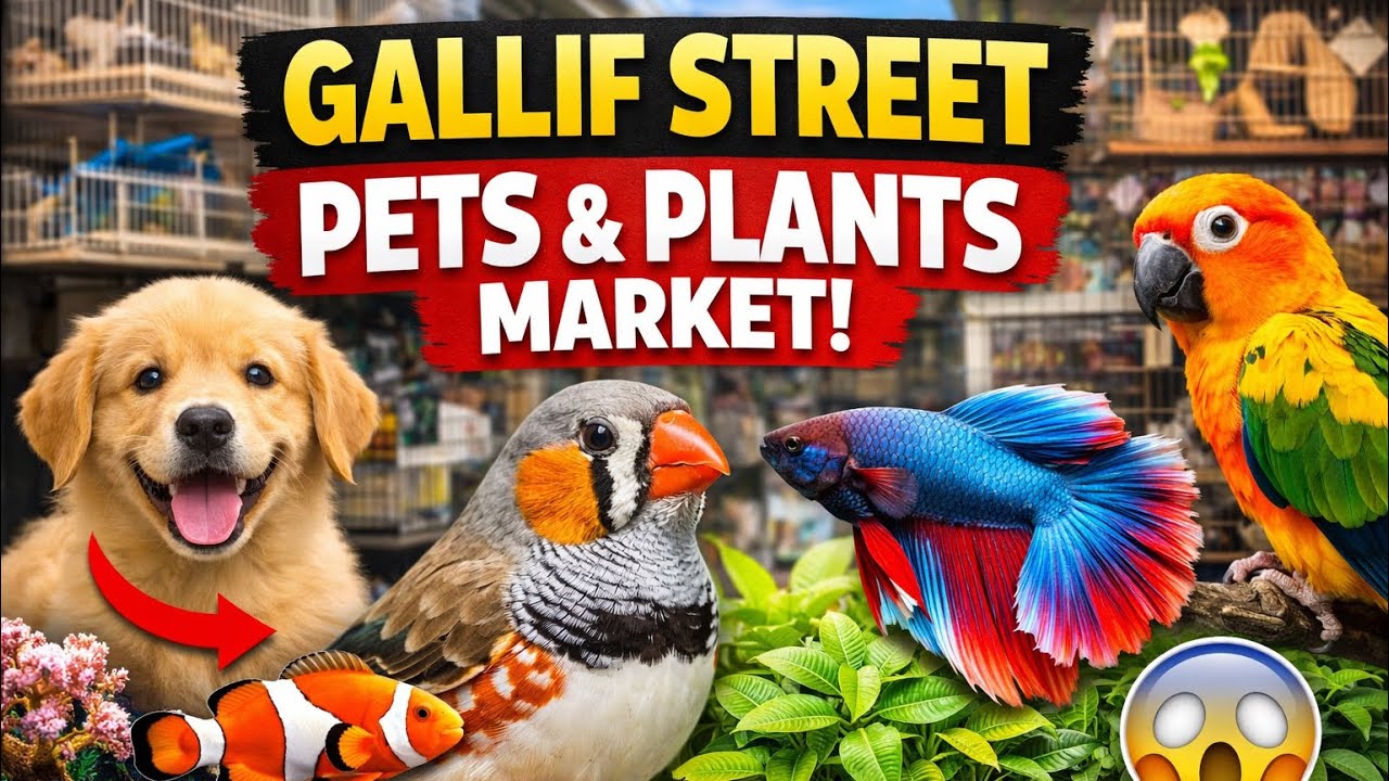Shockingly Low Prices! Galiff Street Bird Market Tour 😲 | Kolkata @Finchnest-i5p 