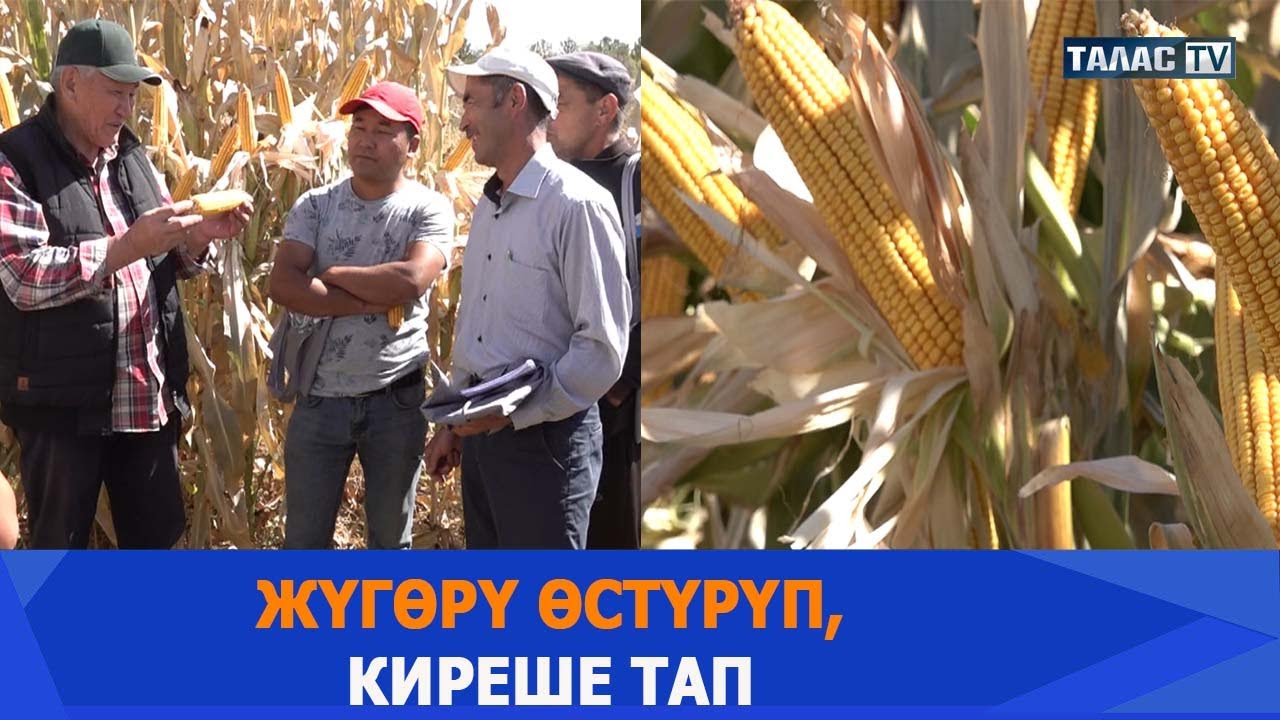 Жүгөрү өстүрүп, киреше тап