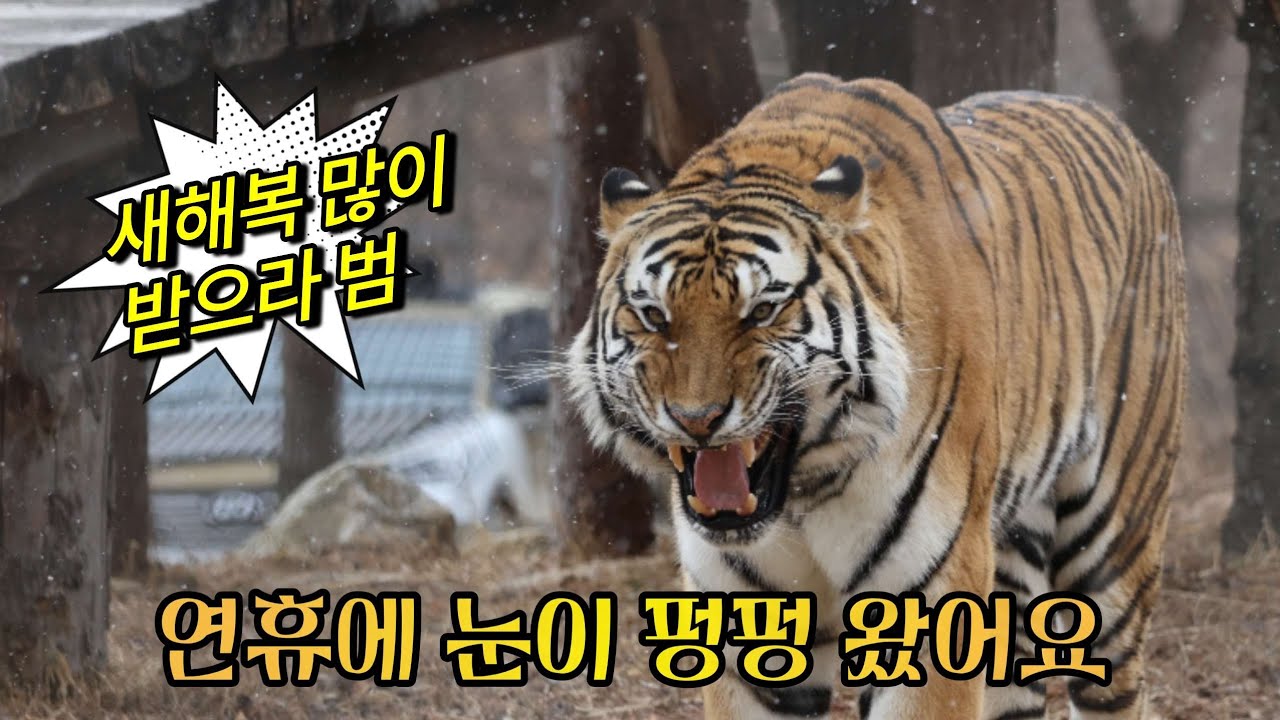 [2026,2,16] 설연휴에 찾아온 하늘에서 내려준 하얀 손님들❄️ 