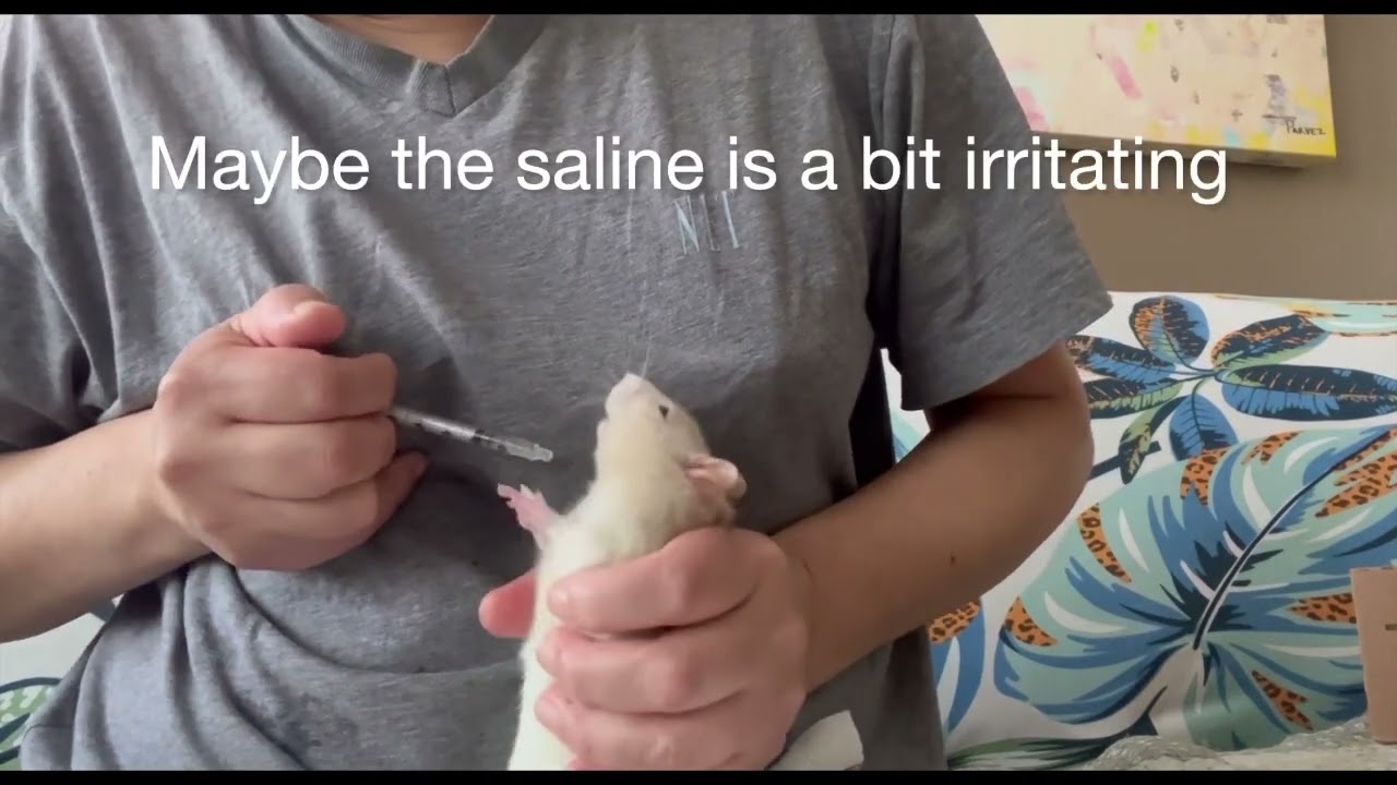 Rat absess home care