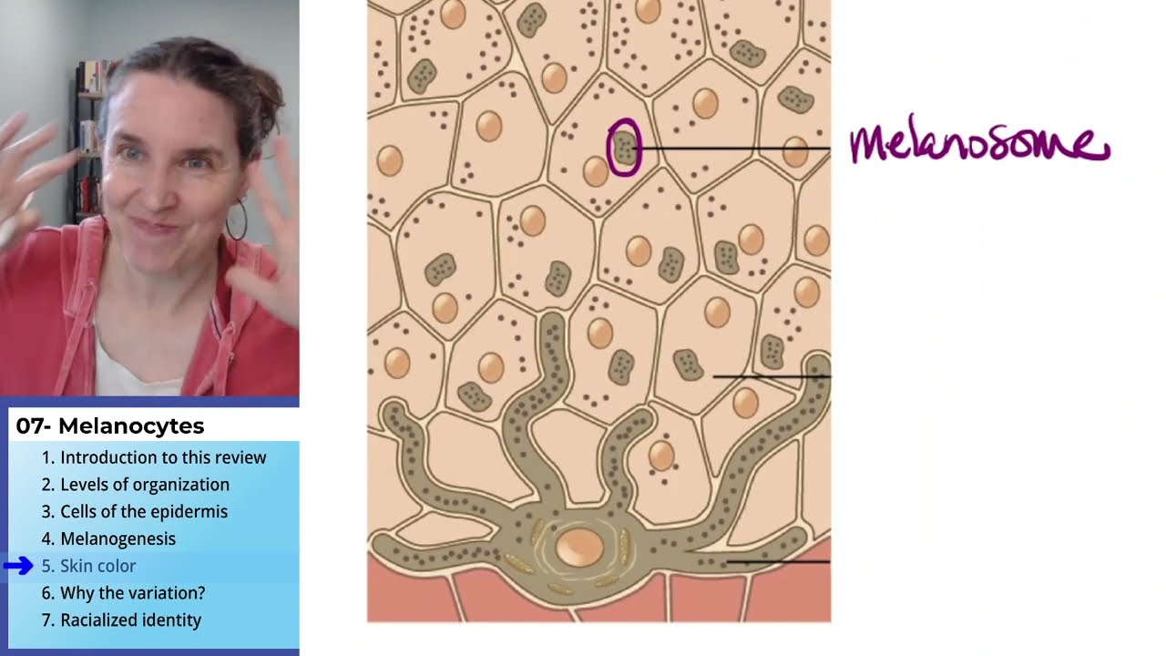Melanocyte 5- Skin color