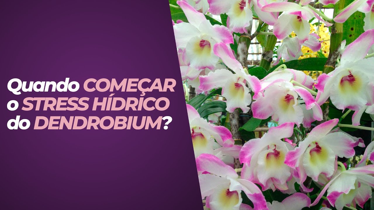 O SEGREDO para as orquídeas não apodrecerem