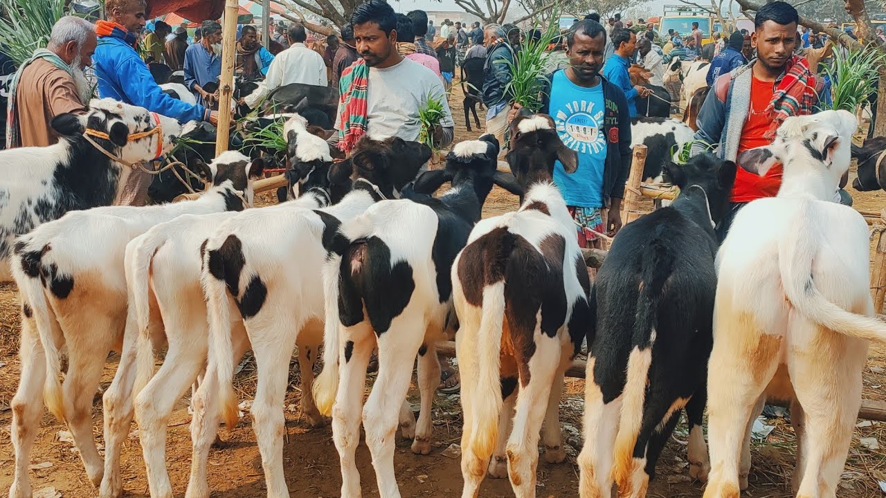 @আজ ১০ ফেব্রুয়ারী ২৫ | ফ্রিজিয়ান বকনা বাছুর গরুর দাম | রানীগঞ্জ হাট | দিনাজপুর