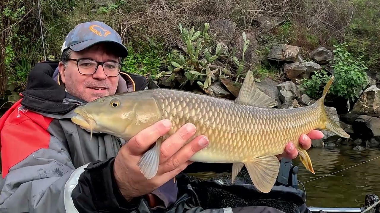 Pesca de grandes Barbos e Luciopercas no Douro