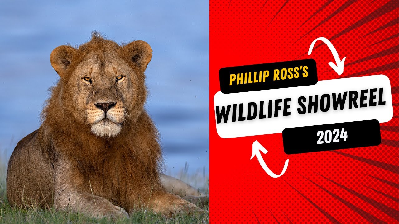 Wildlife Showreel by Phillip Ross | 2024