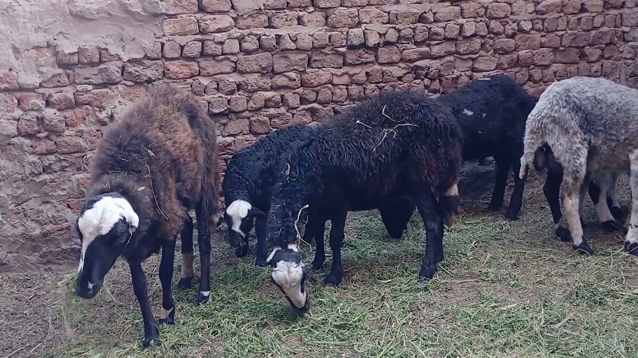 سوال وجواب في تربية الاغنام والماعز