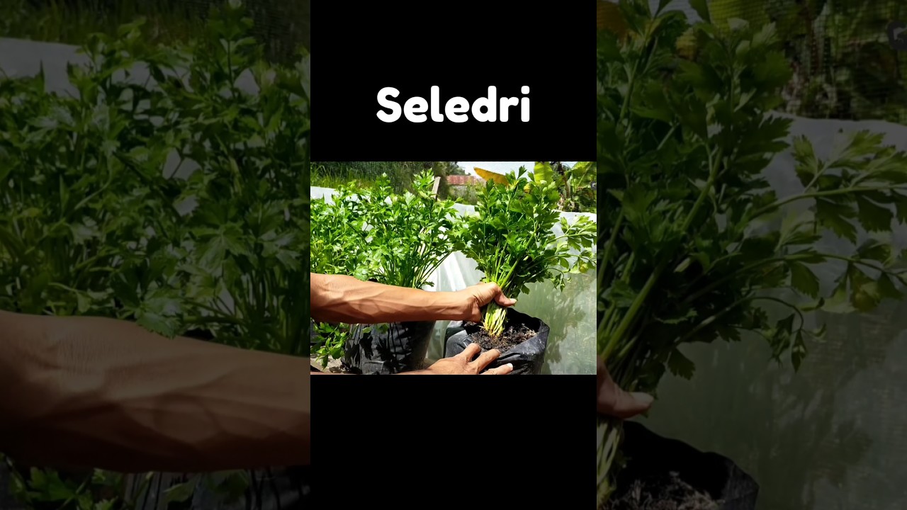 Panen Seledri di polybag #seledri #berkebundirumah #garden