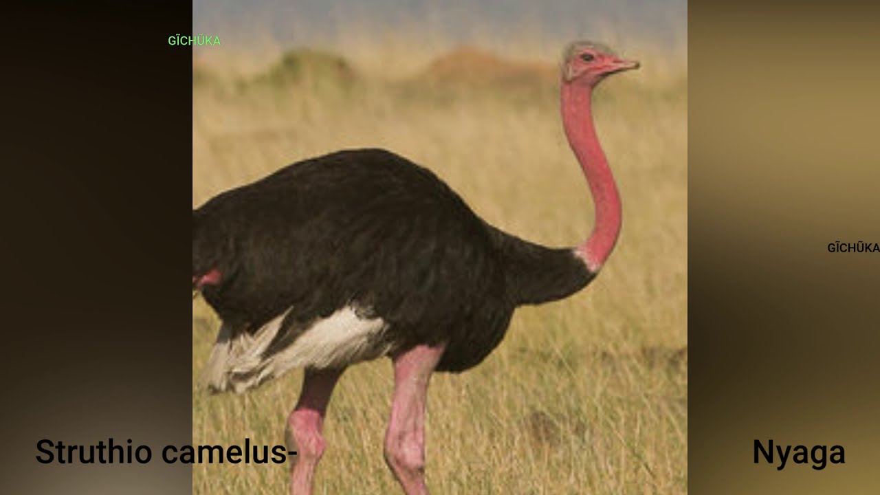 Name Of Birds In Gikuyu #part 1