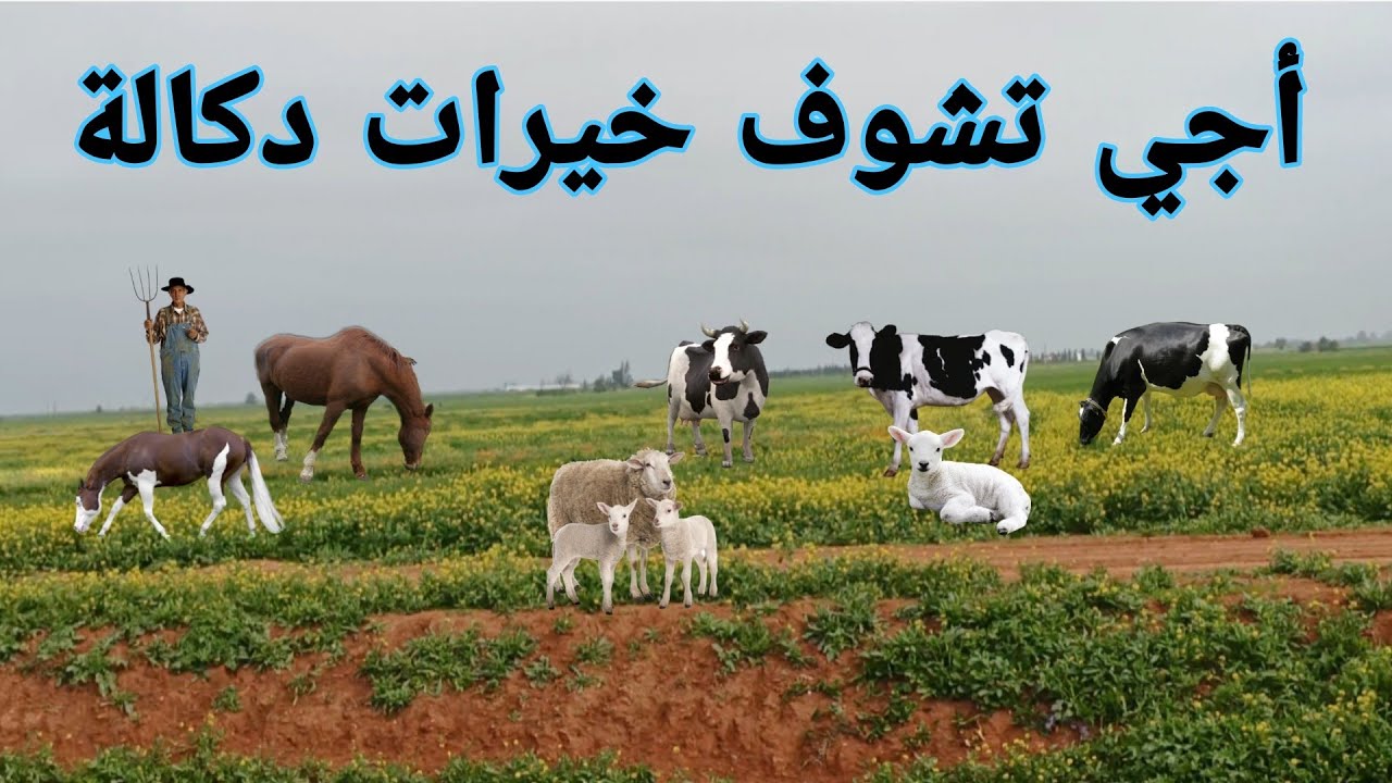 المناظر الطبيعية الجميلة الرائعة جهة دكالة 🦄🐴🌾 اقليم سدي بنور 🐄🐏🇲🇦