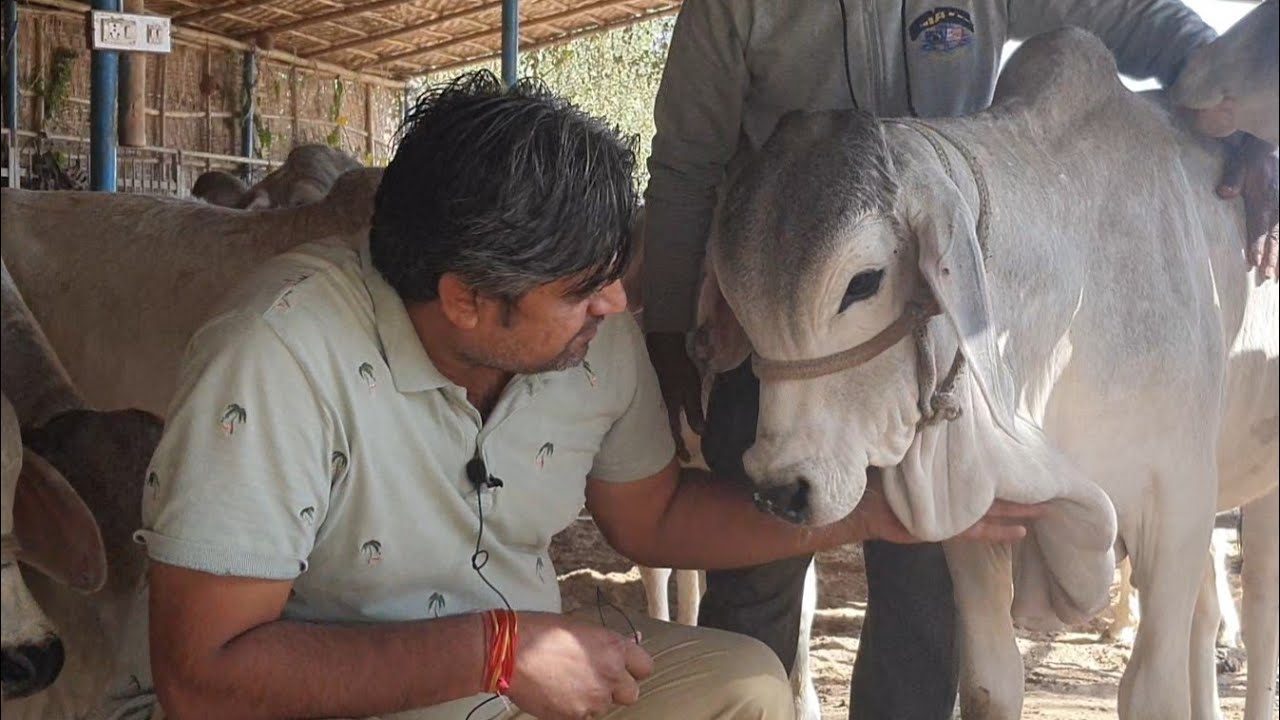 थारपारकर गाय Best Breed of राजस्थान।!  Tharparkar Breeding Center jodhpur. mo. 7023332304
