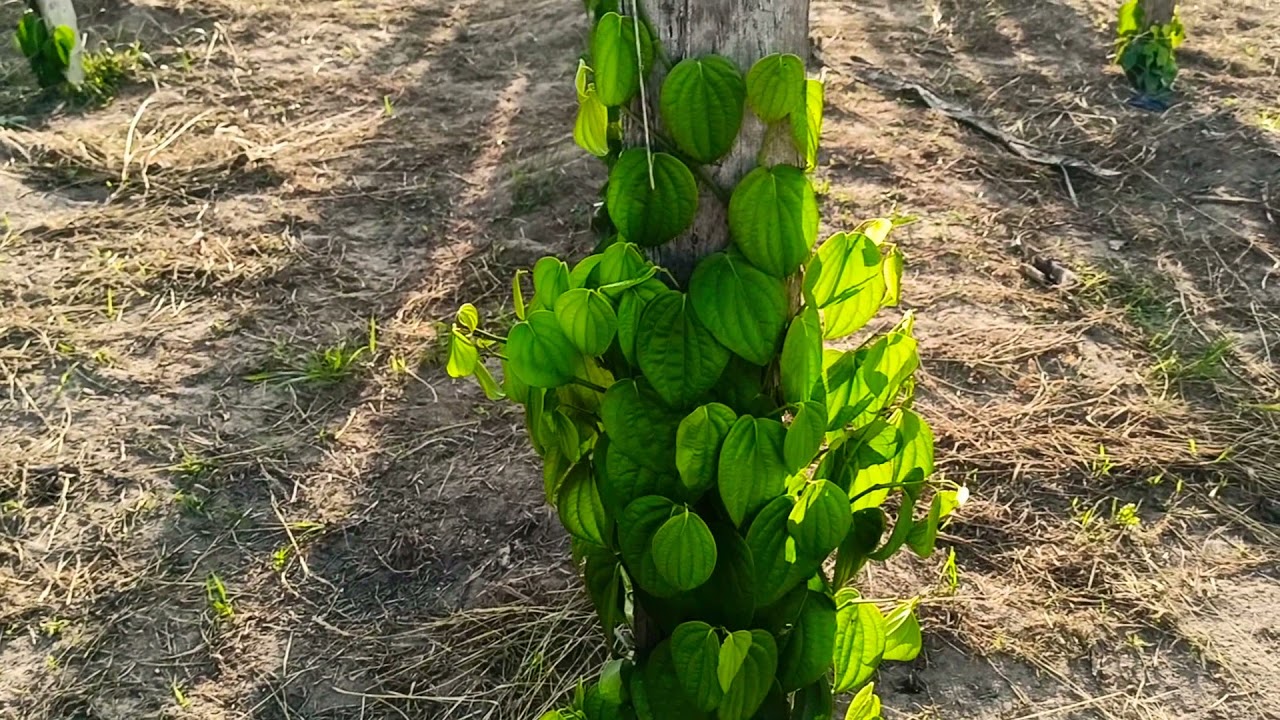 PODA DE PIMENTA DO REINO!!