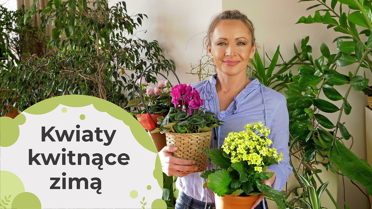 Jakie kwiaty kwitną w środku zimy? Kwitnące kwiaty doniczkowe zimą