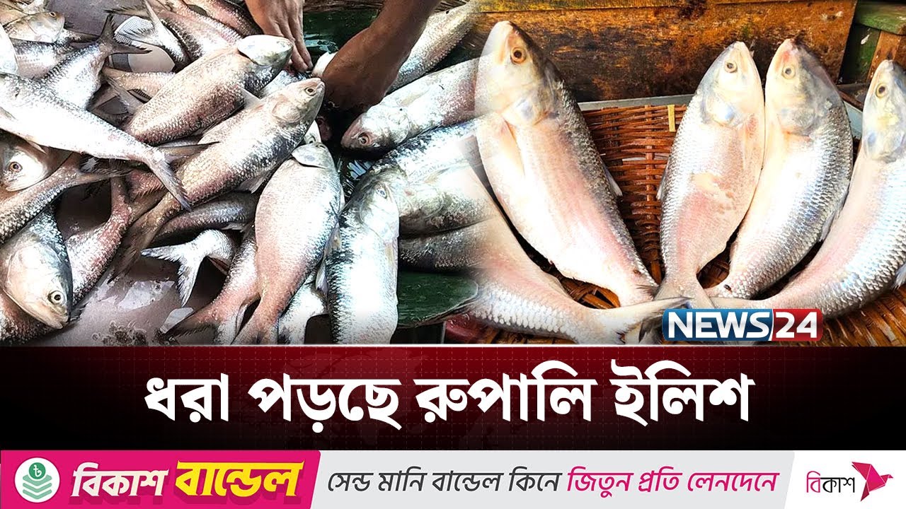 ঝাঁকে ঝাঁকে ইলিশে সয়লাব বাজার | Hilsa fish | NEWS24