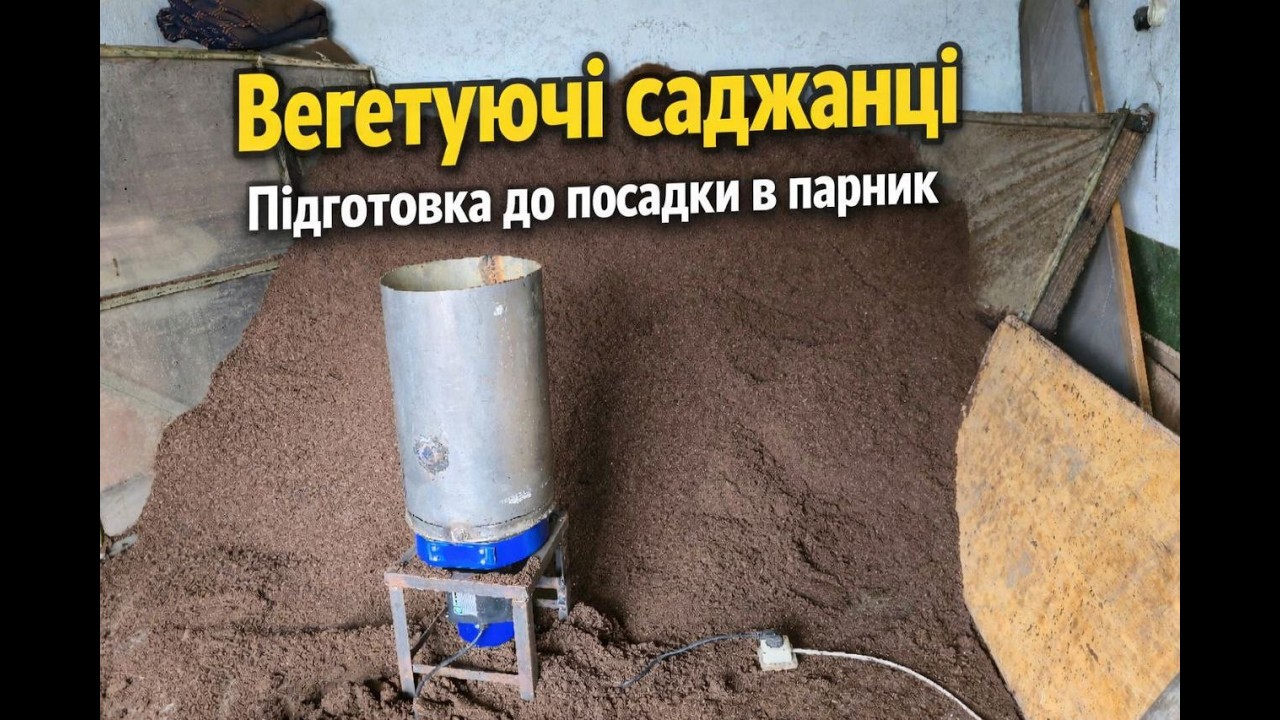 Вегетуючі саджанці,  підготовка для посадки в парник