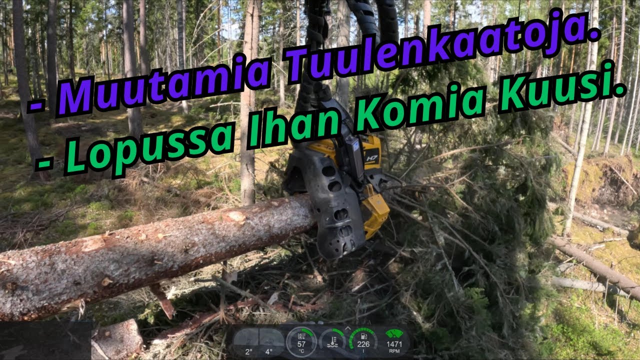 Uudistushakkuuta Jossa tuulenkaatoja ja Lopussa 4 m³ Kuusen Teko. Ponsse Scorpion K AC New H7 2025