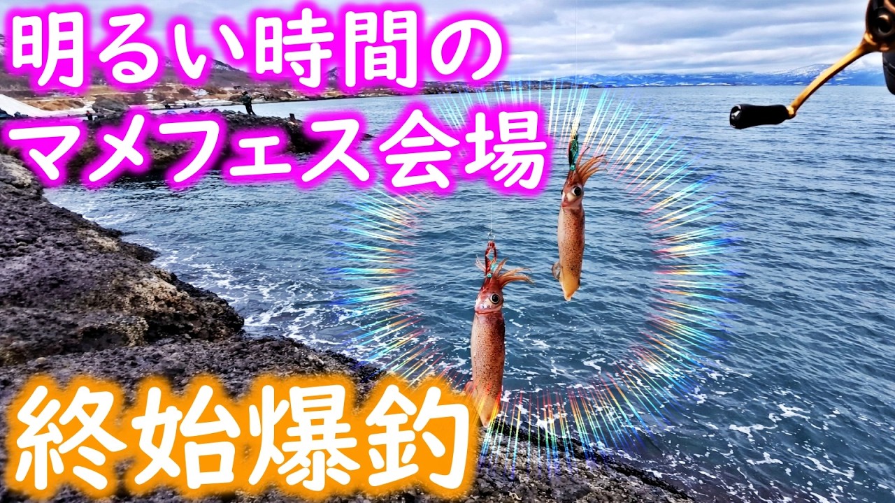 【釣り】マメイカ・北海道・明るい時間のマメフェス会場も爆釣だった：2026年3月