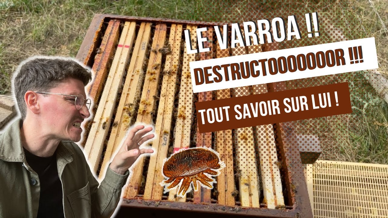 Le VARROA DESTRUCTOOOR !! Tout savoir sur lui... Je contrôle le Varroa dans mes ruches ! [S01E19]
