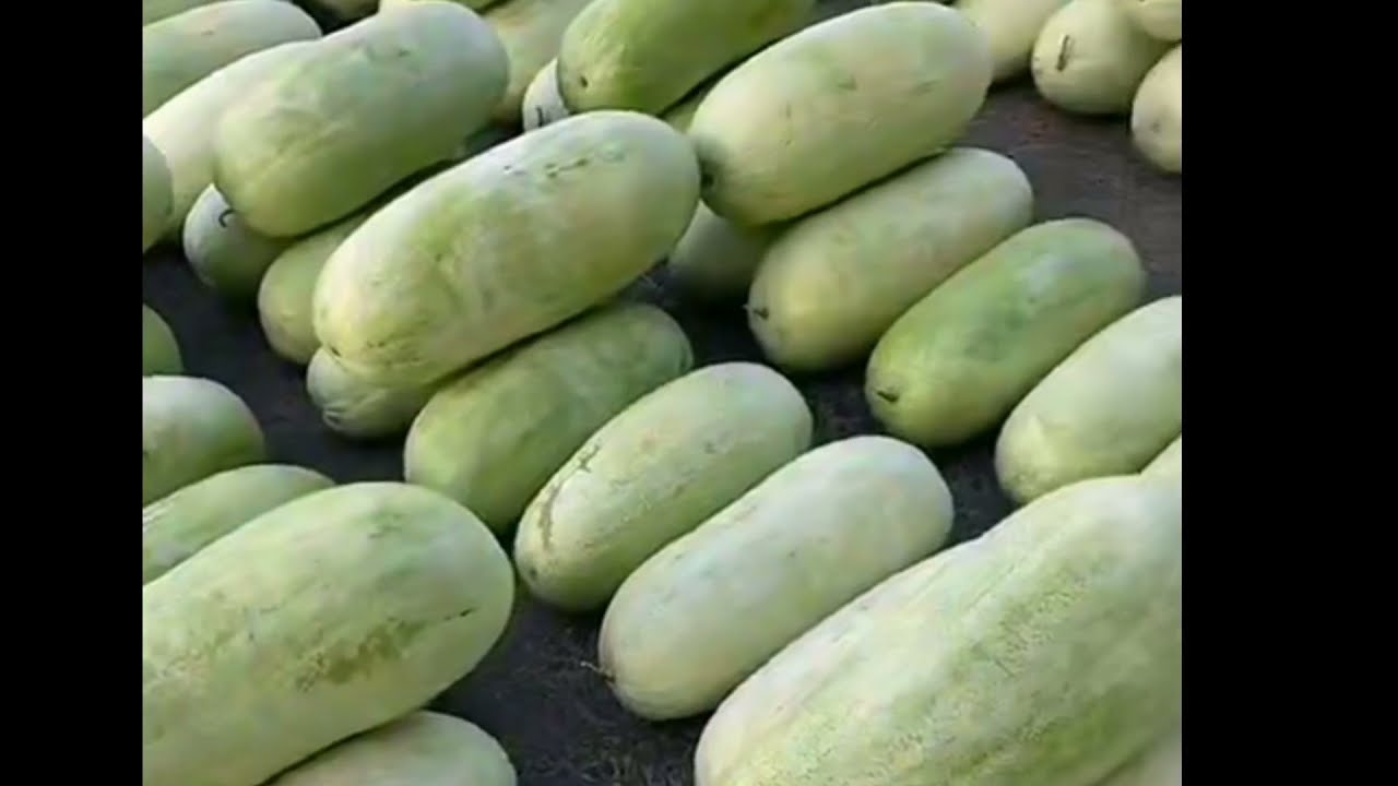 حراج خضار اليوم ببريده