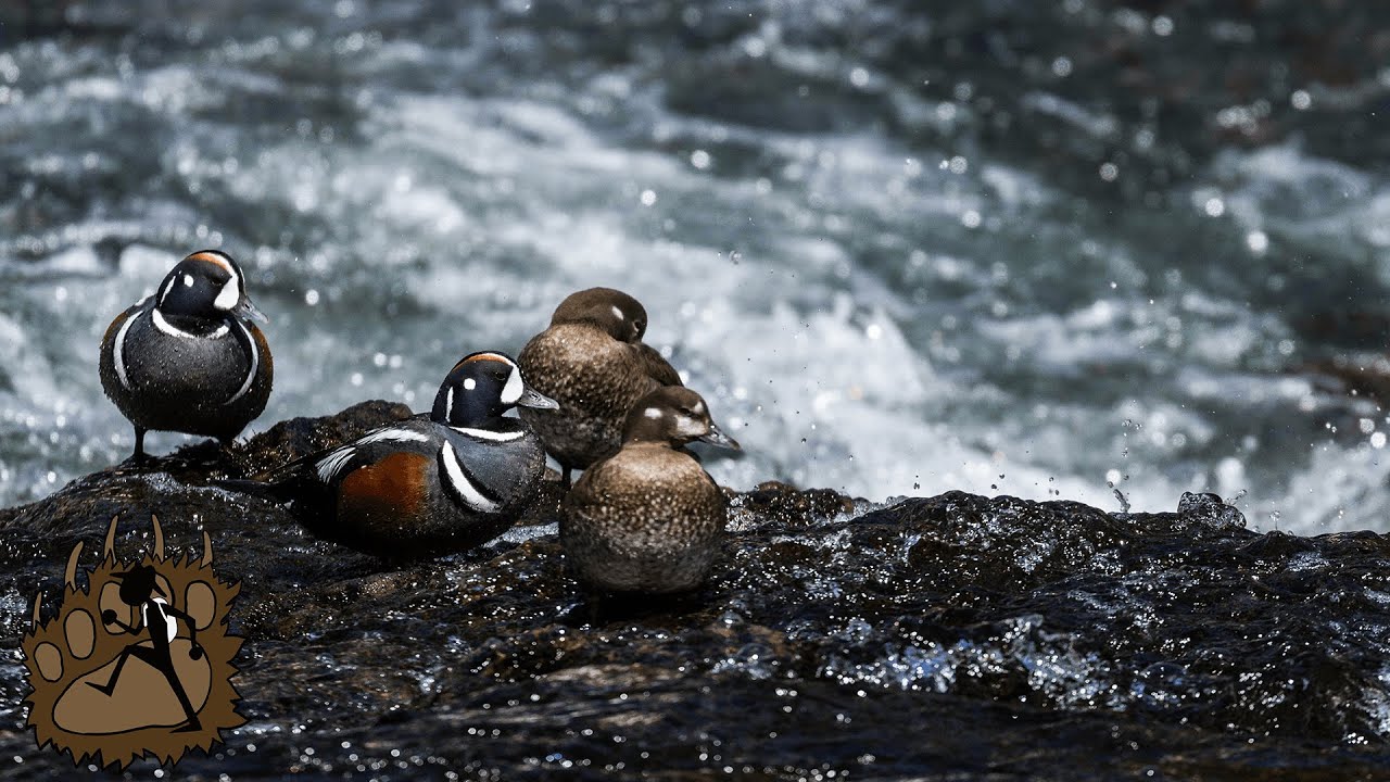 The SEA MOUSE of Yellowstone National Park | Harlequin Ducks