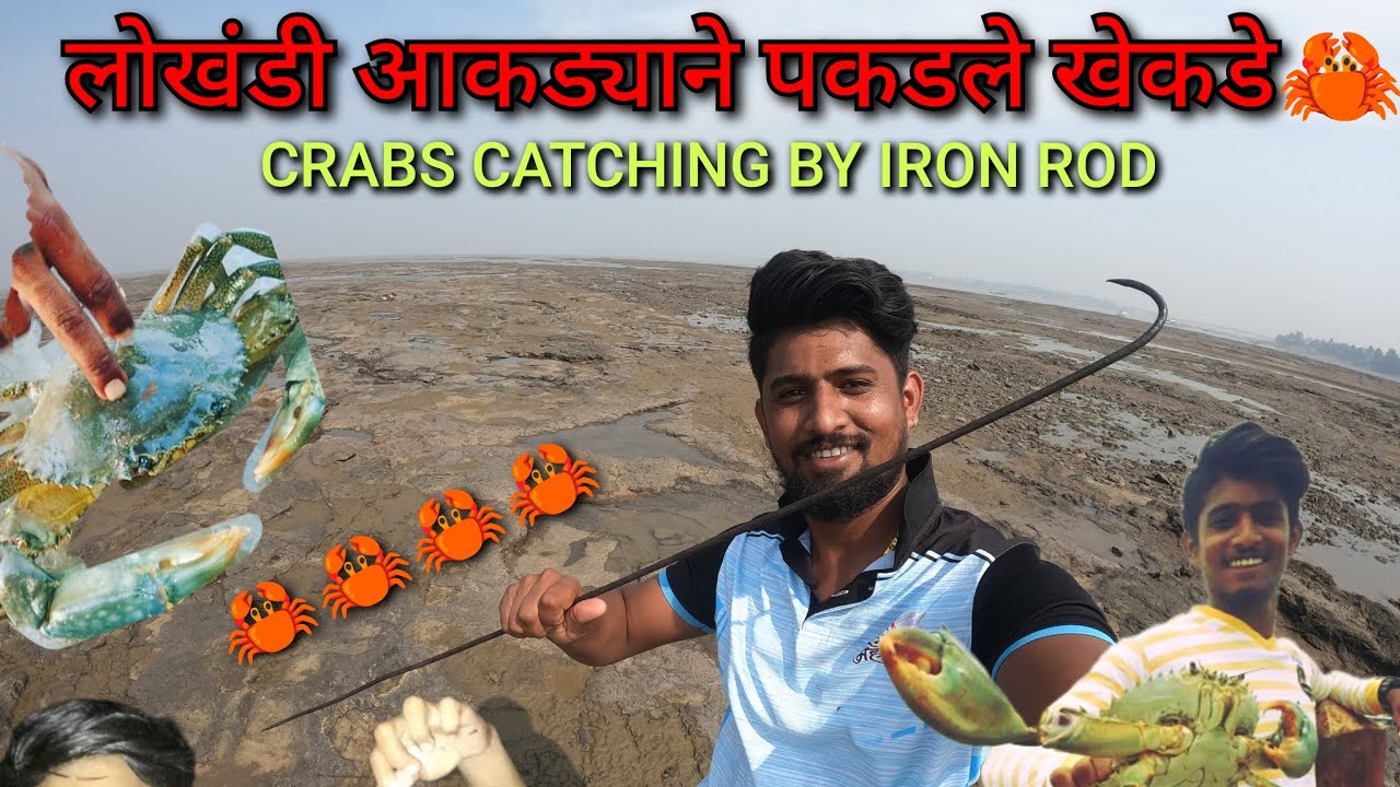 लोखंडी आकड्याने पकडले एवढे खेकडे 🦀 Caught Crabs with an Iron hook #crab #mudcrab #viral #shorts #sea